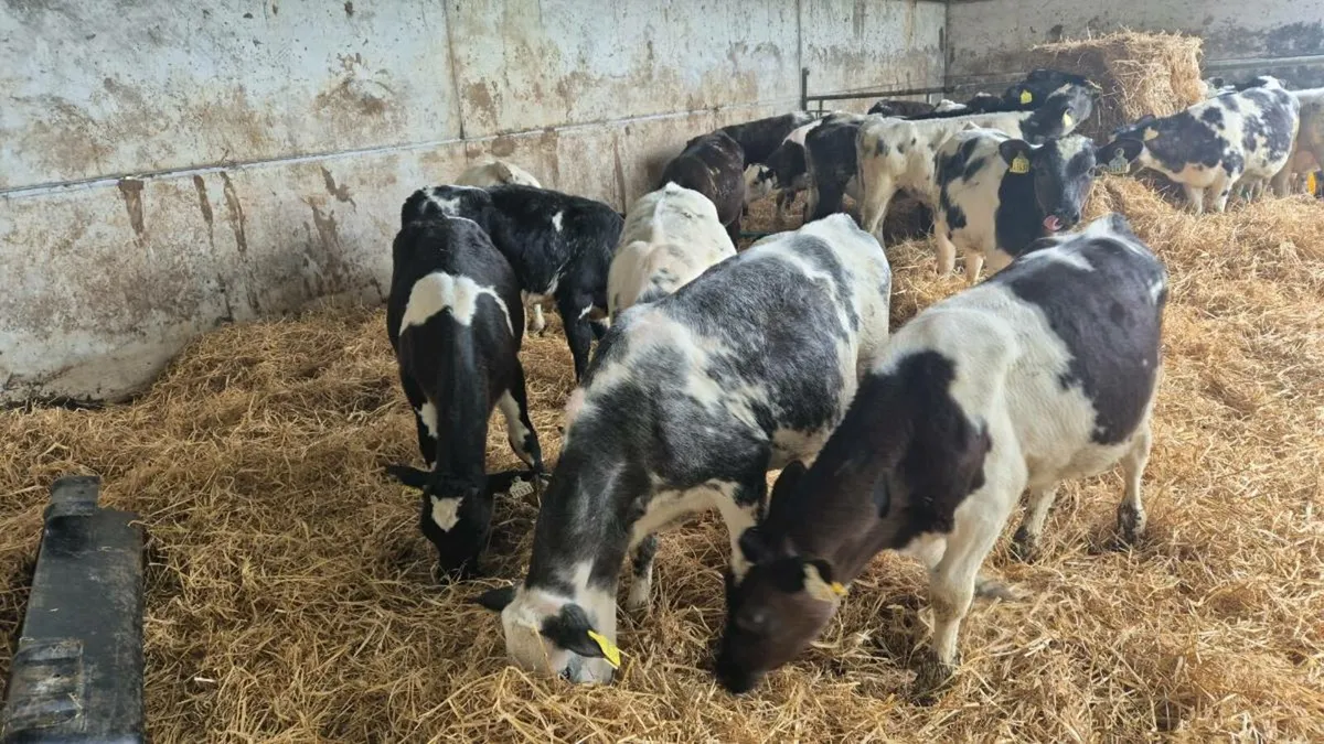 25 BB reared calves - Image 1