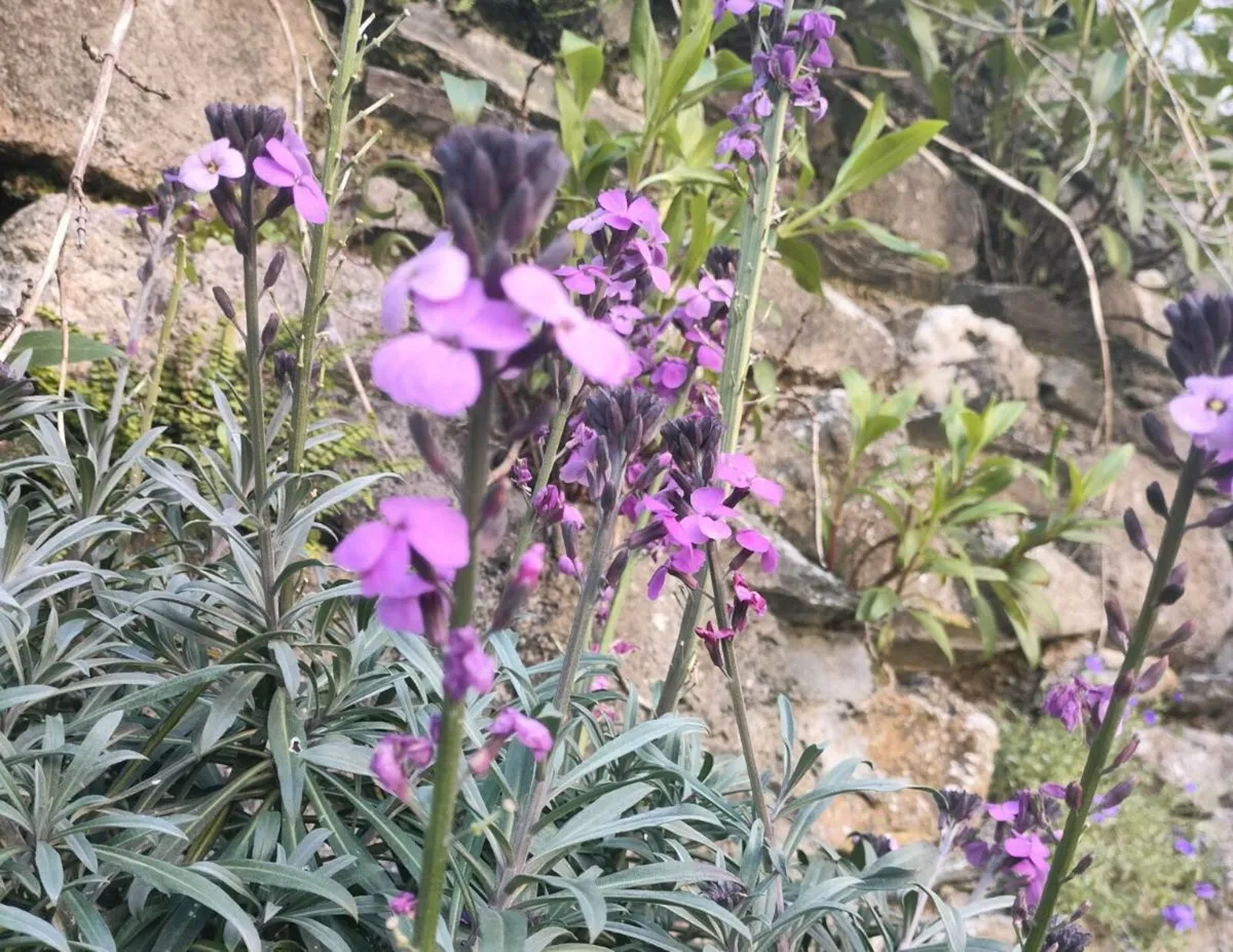 wallflowers, grown from seed. Beautiful strong sme - Image 3