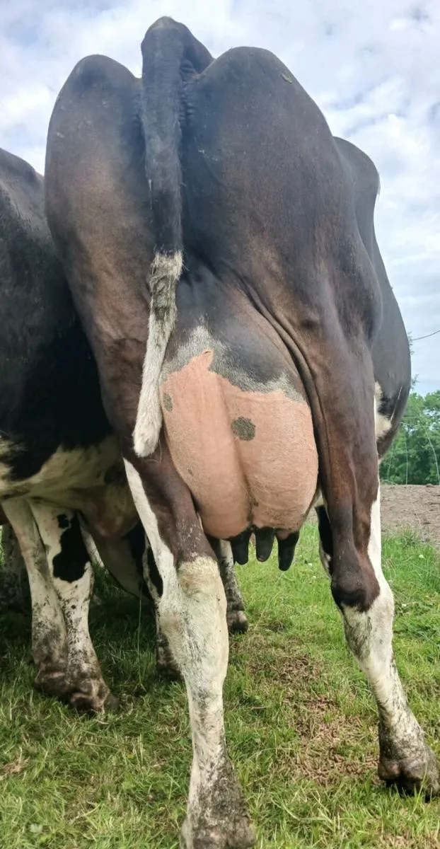 PBR fresh heifers & cows - Image 4
