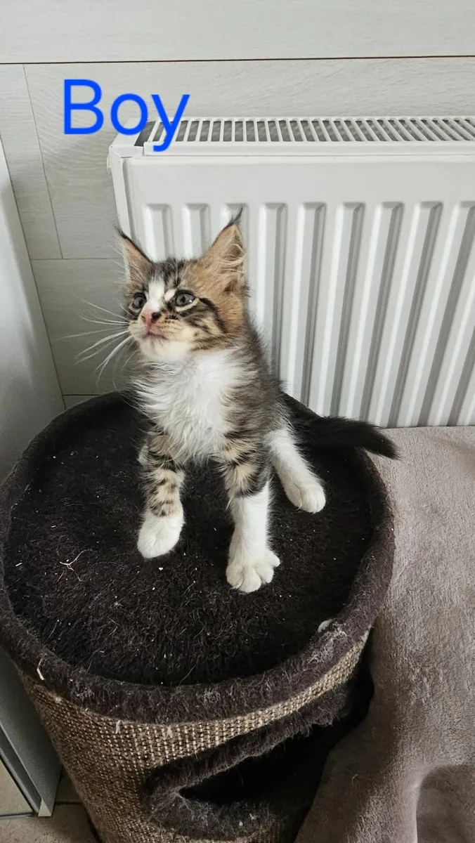 Maine Coon - Image 1