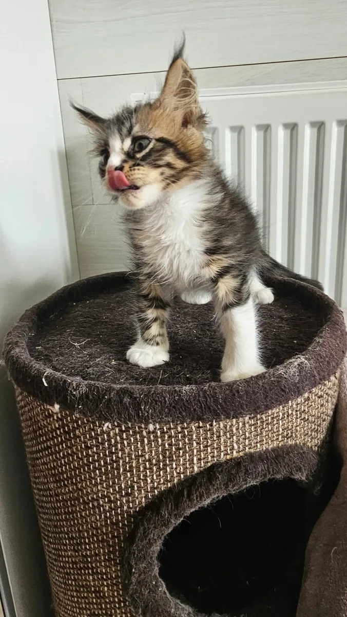 Maine Coon - Image 2