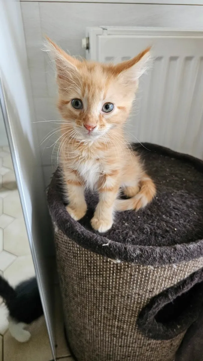 Maine Coon - Image 4