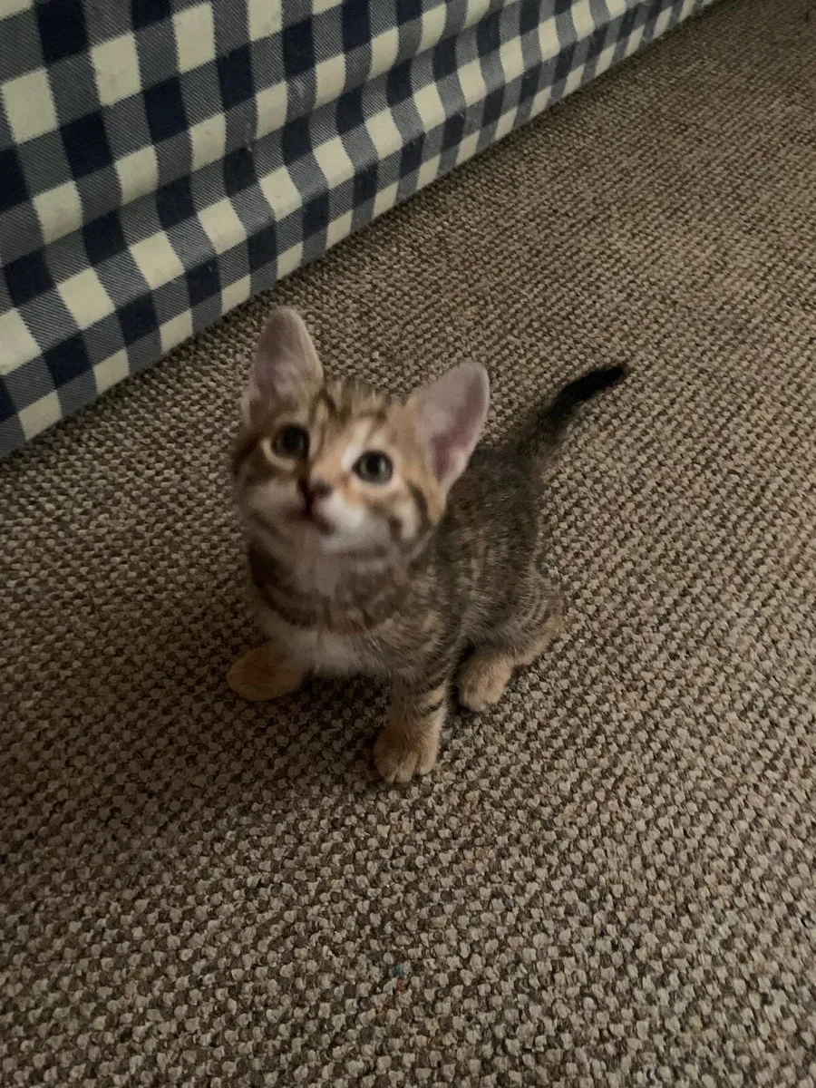 Kitty - Image 2
