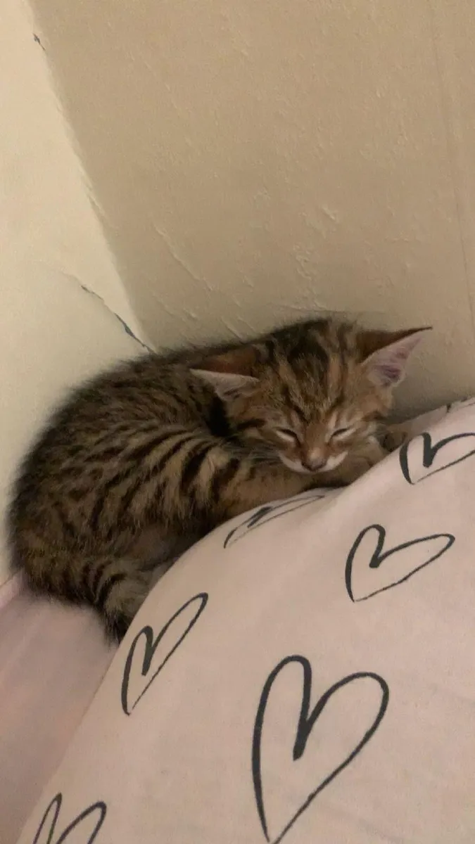 Kitty - Image 3