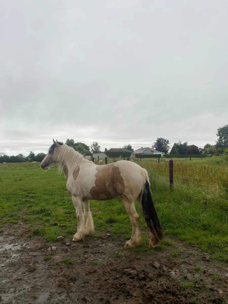 2 15hh heavy cob mares - Image 3