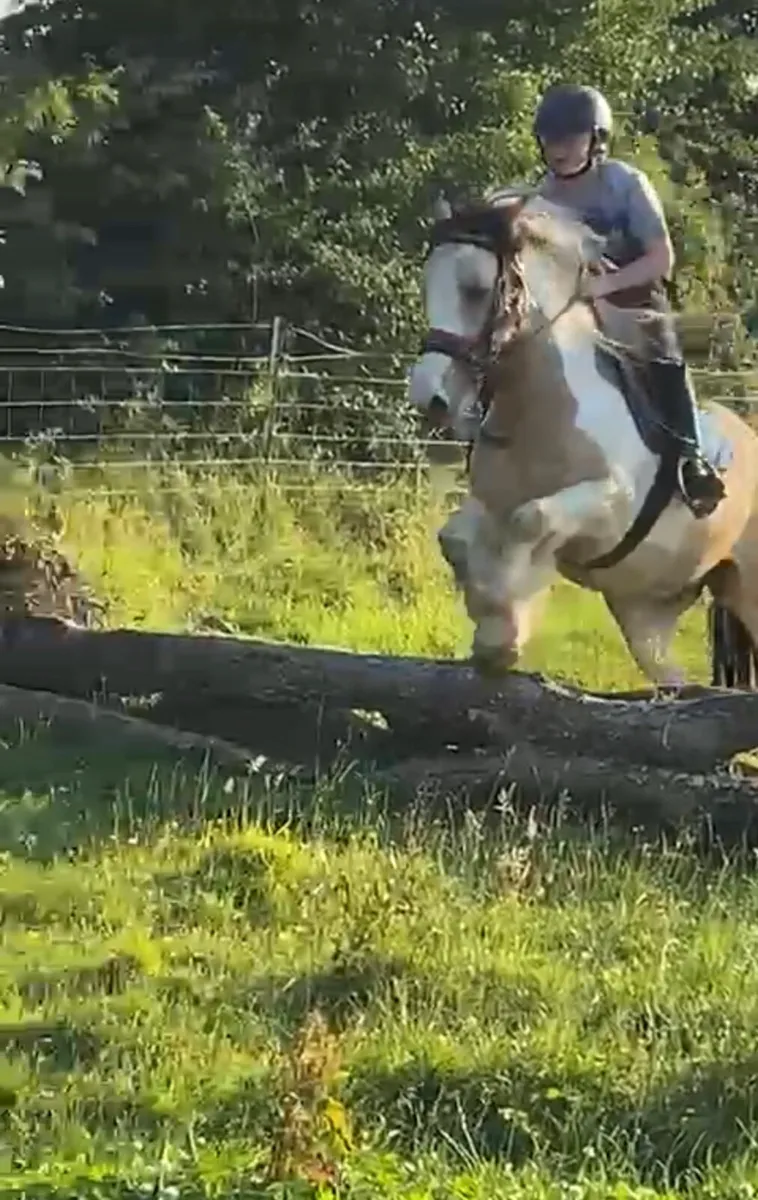 2 15hh heavy cob mares - Image 4