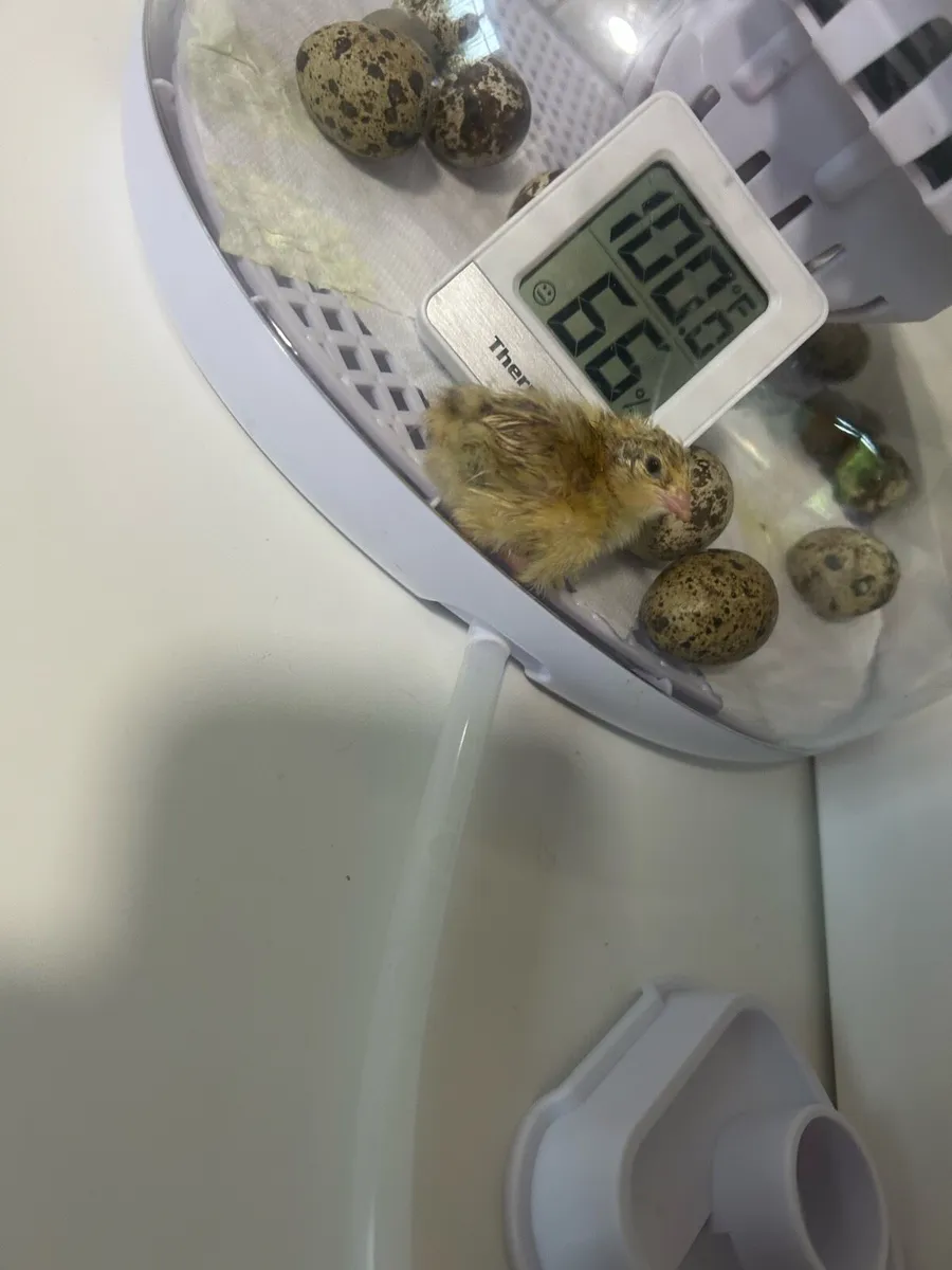 Fertile quail eggs - Image 2