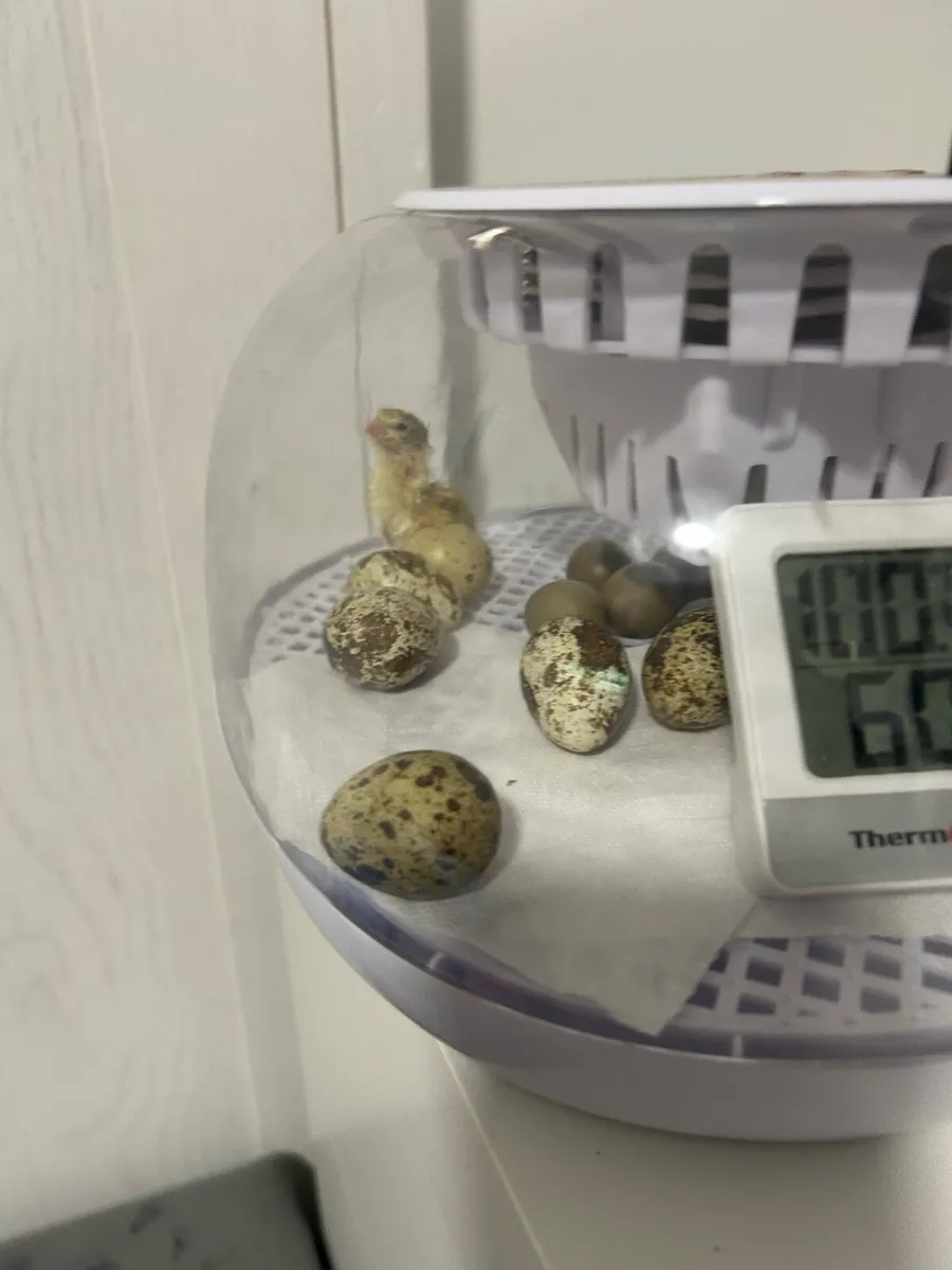Fertile quail eggs - Image 3