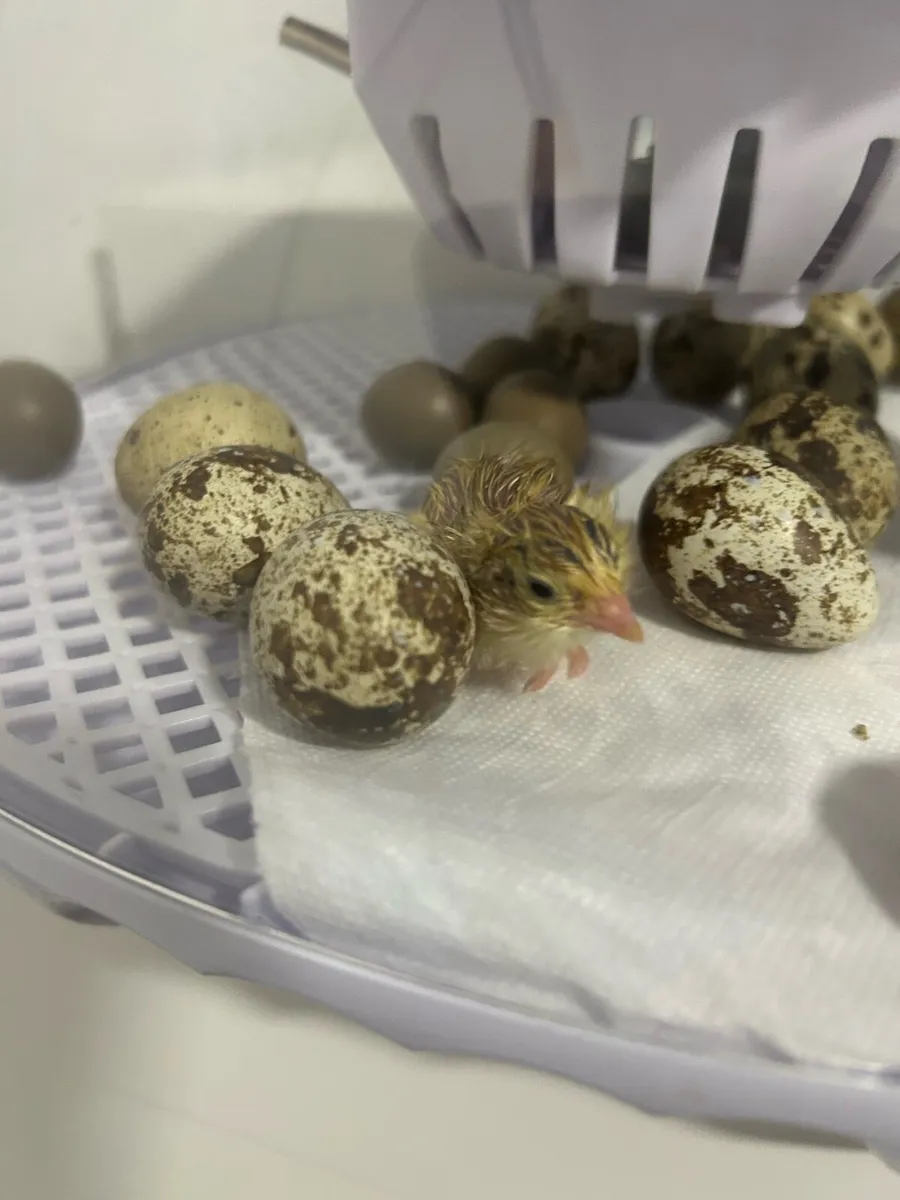 Fertile quail eggs - Image 4