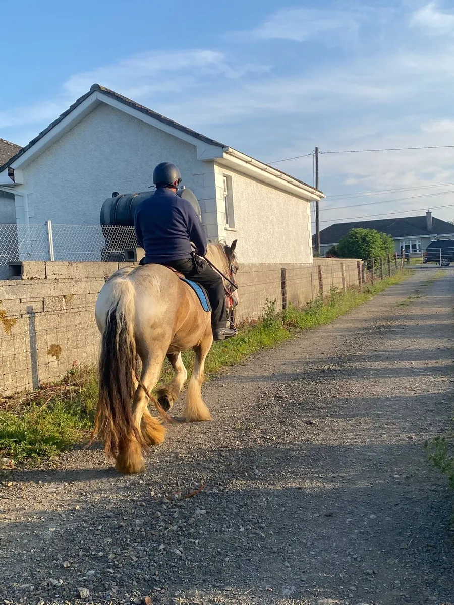 2 15hh heavy cob mares - Image 2