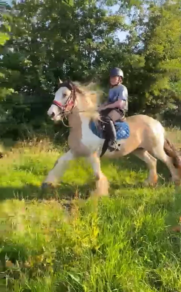 2 15hh heavy cob mares - Image 1