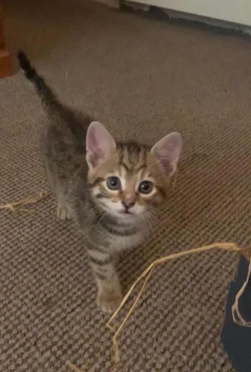 Kitty - Image 1