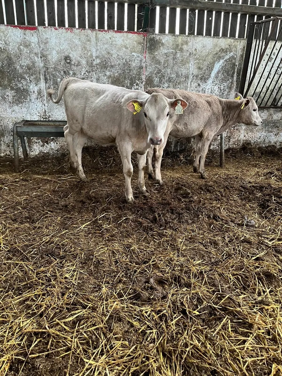 Calves - Image 2