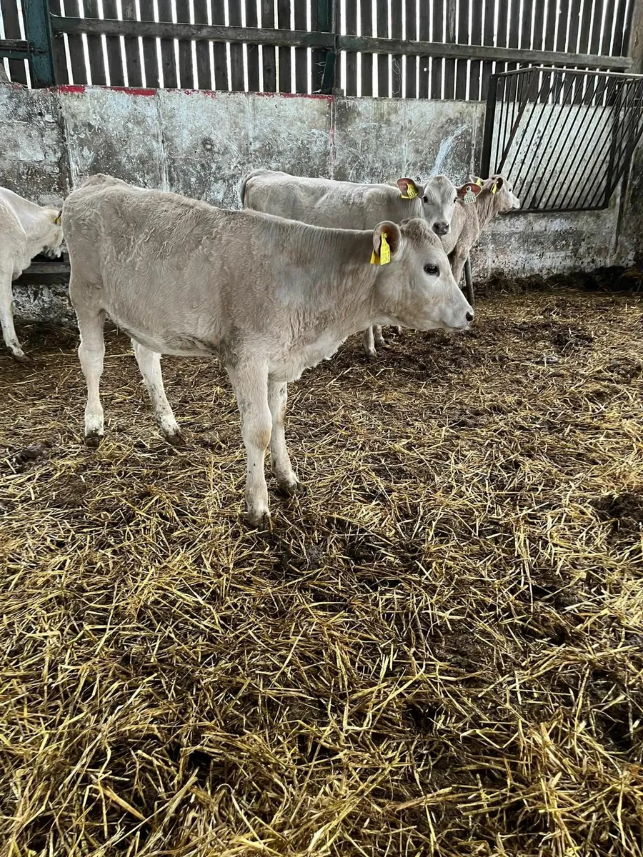 Calves - Image 3