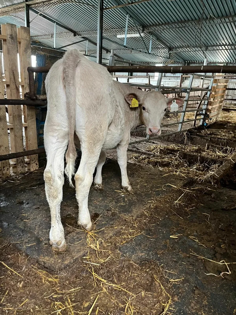 Calves - Image 4