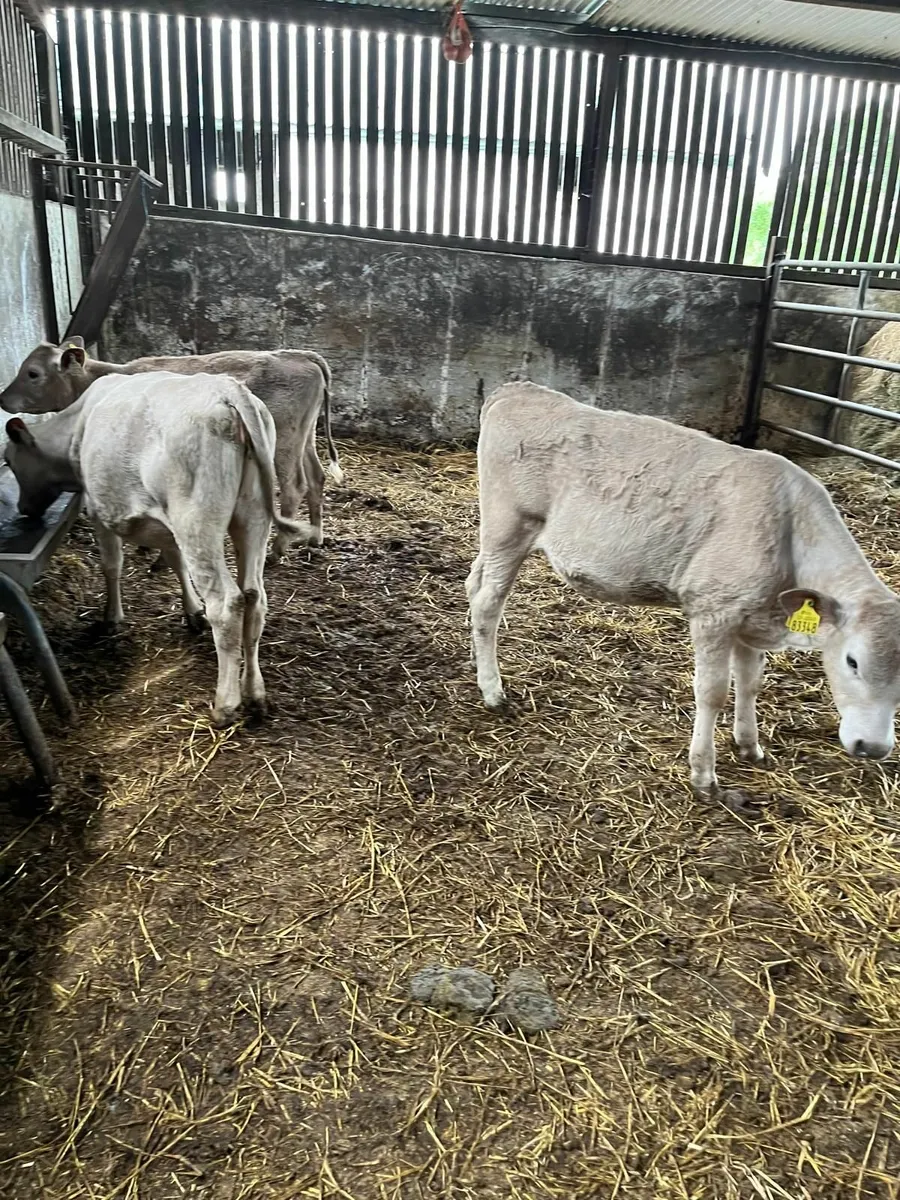 Calves - Image 1