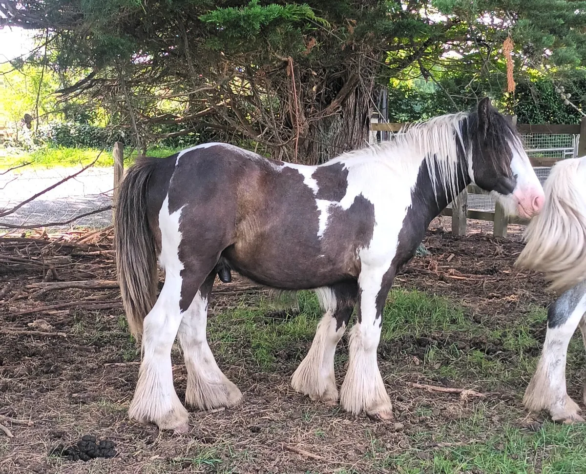 Classy yearling colt
