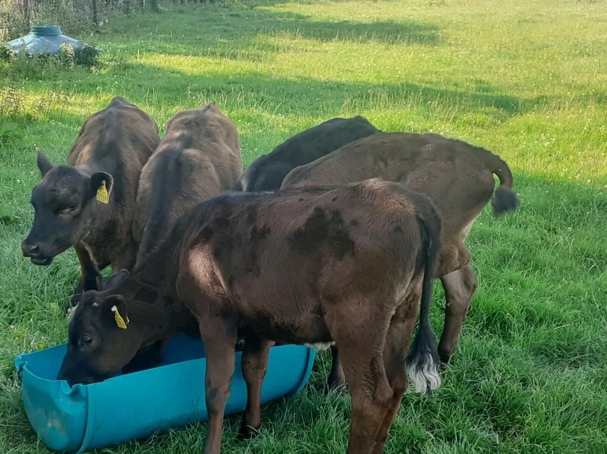 Grass Calves - Image 1