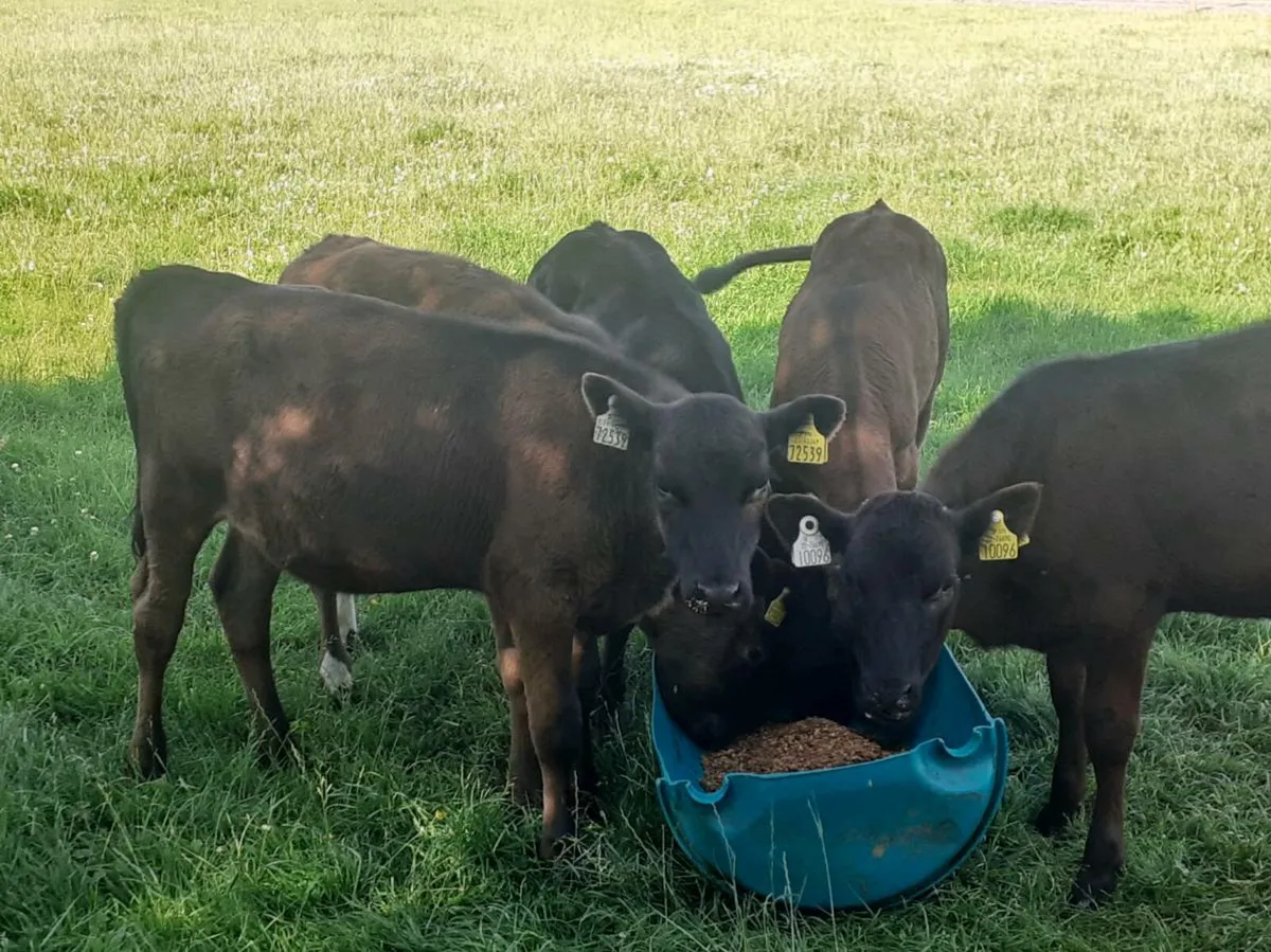 Grass Calves - Image 2