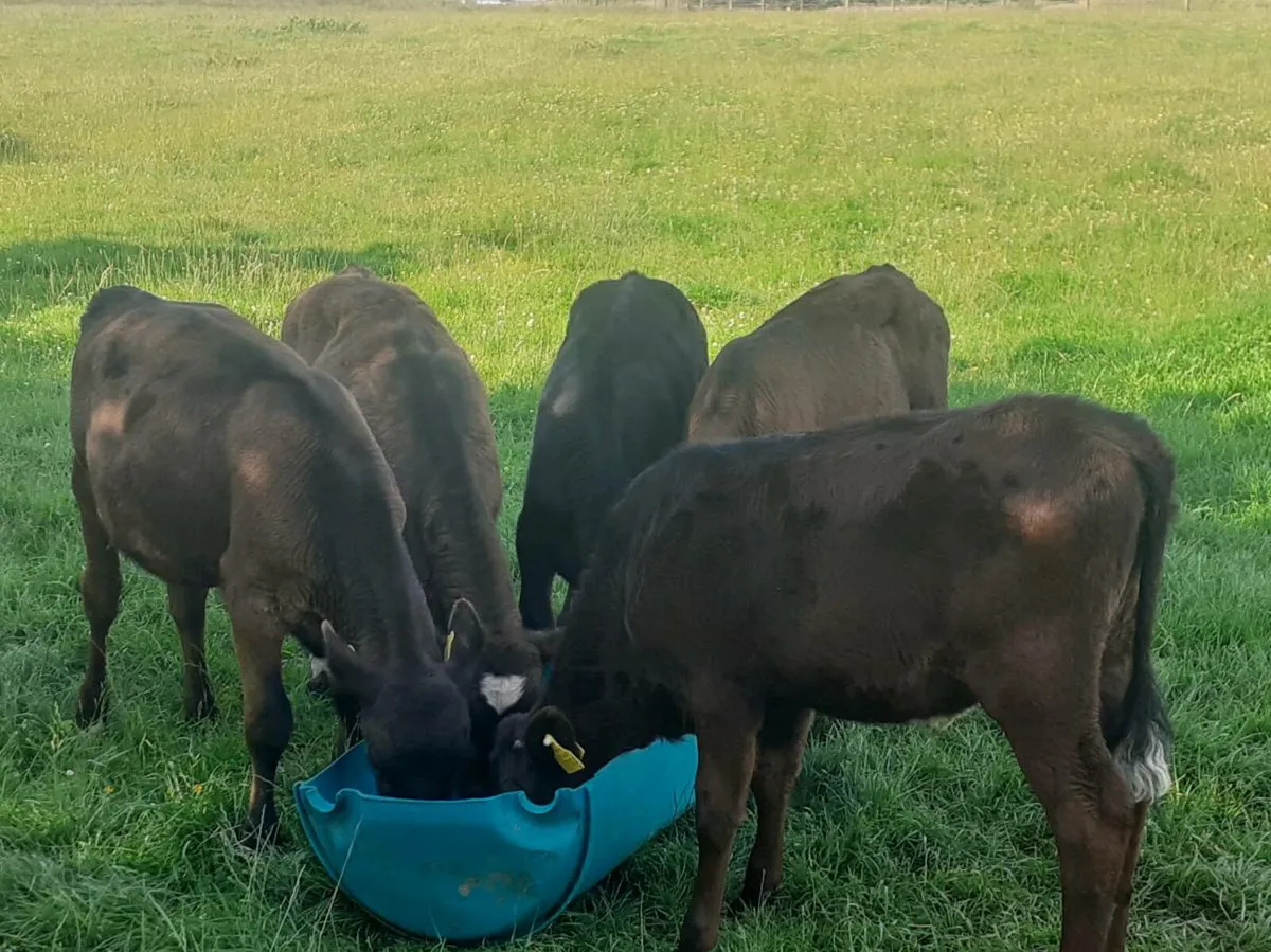 Grass Calves - Image 3