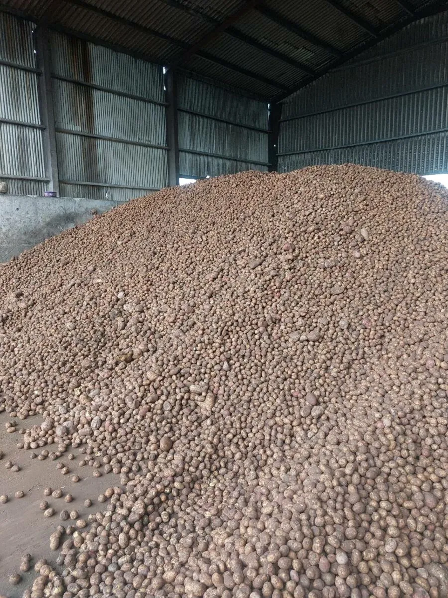 Feed Potatoes Wanted