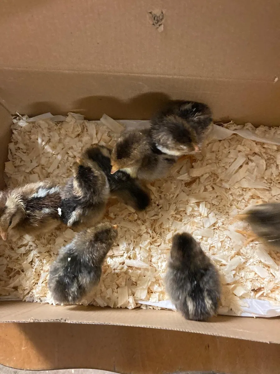 8 day old pure bred red mottled leghorn chicks - Image 1