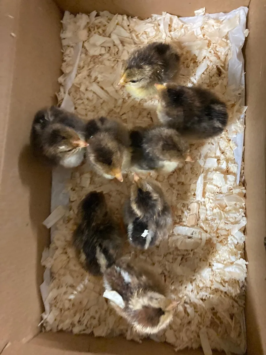 8 day old pure bred red mottled leghorn chicks - Image 2