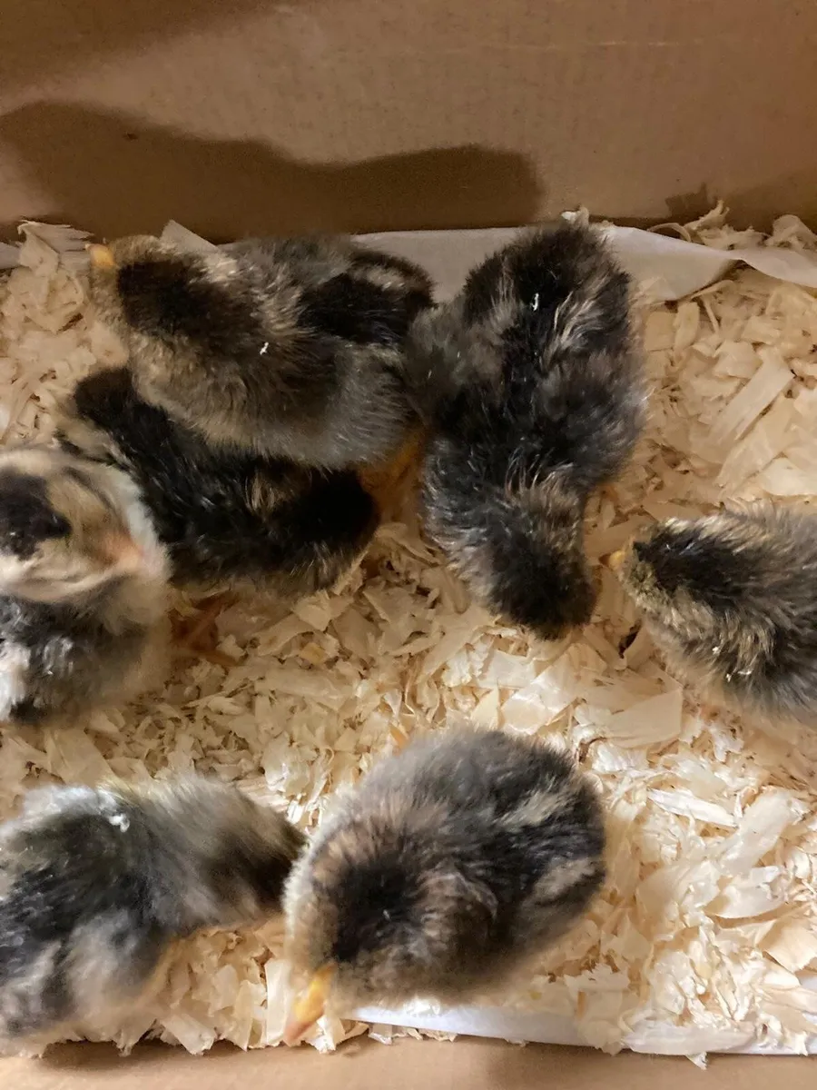 8 day old pure bred red mottled leghorn chicks - Image 3