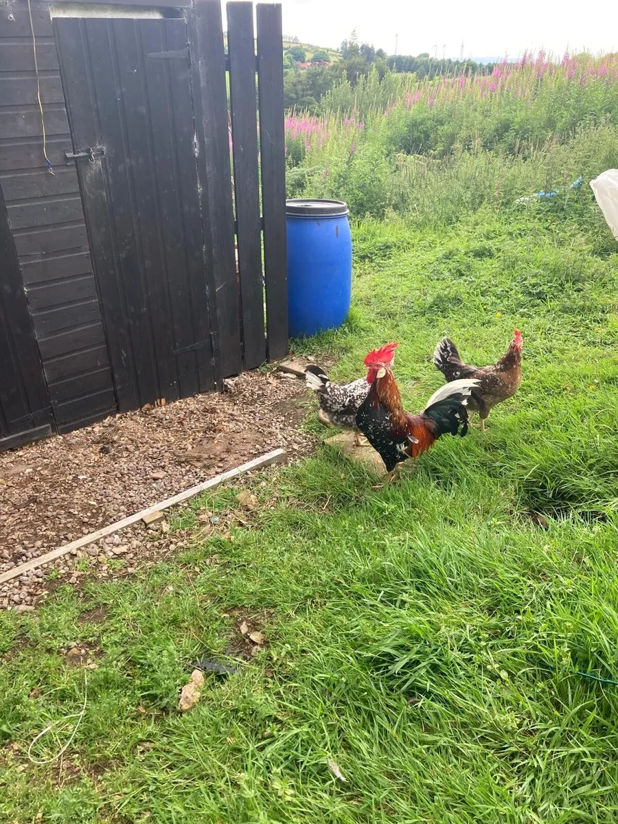 8 day old pure bred red mottled leghorn chicks - Image 4
