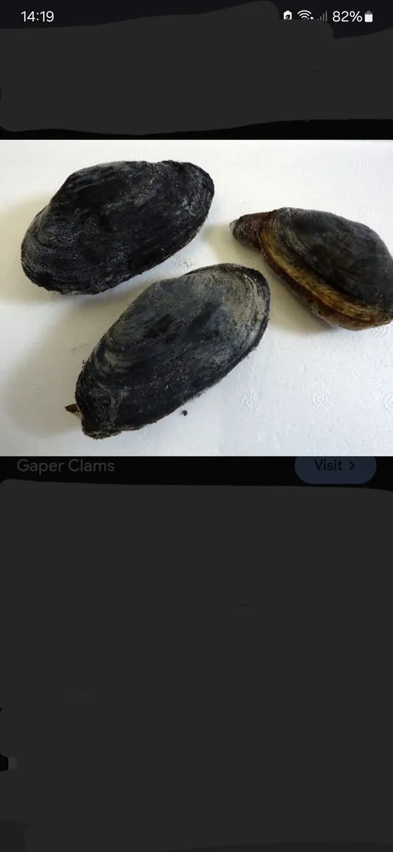 Gaper clams