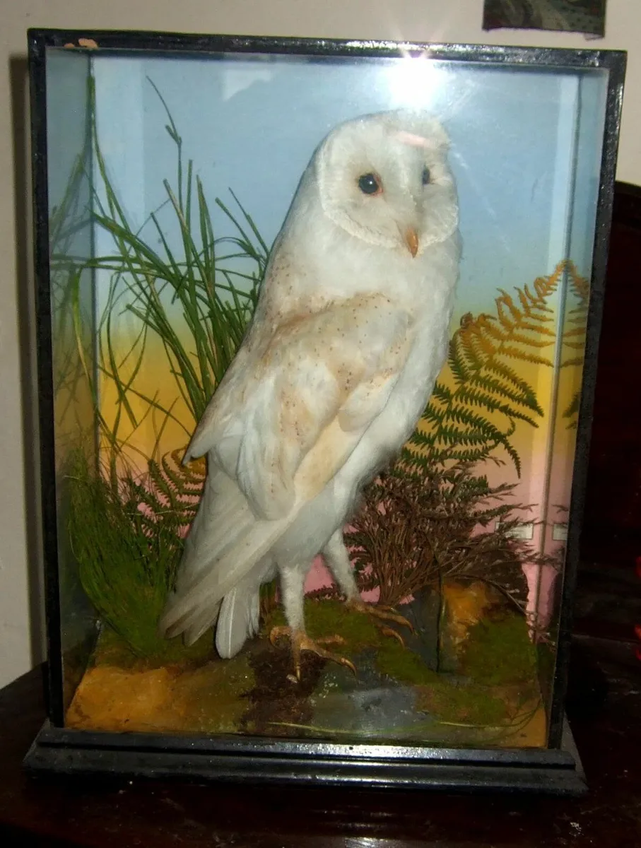 Vintage Victorian Taxidermy 'Rohu' Cork - Image 3