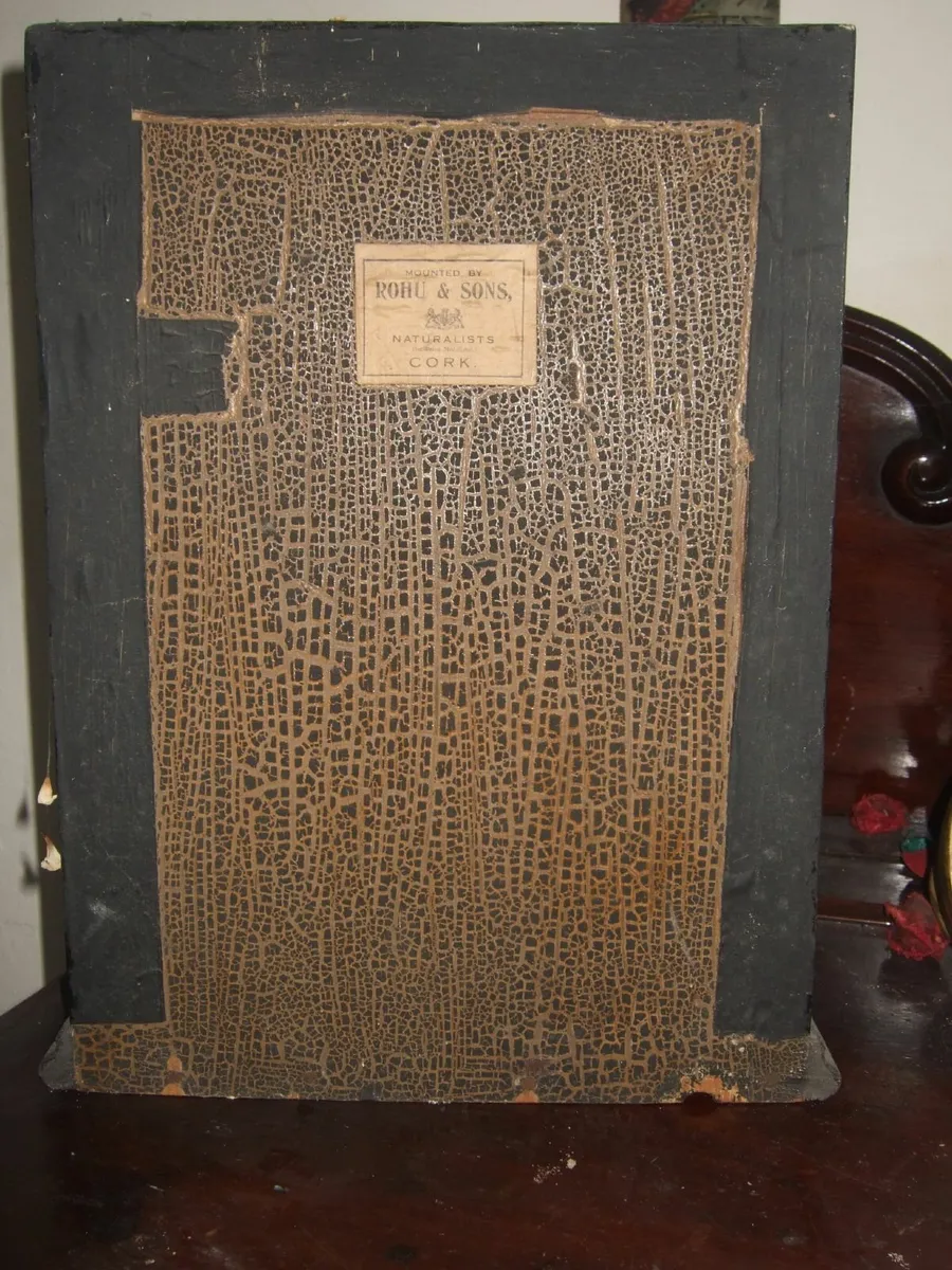 Vintage Victorian Taxidermy 'Rohu' Cork - Image 4