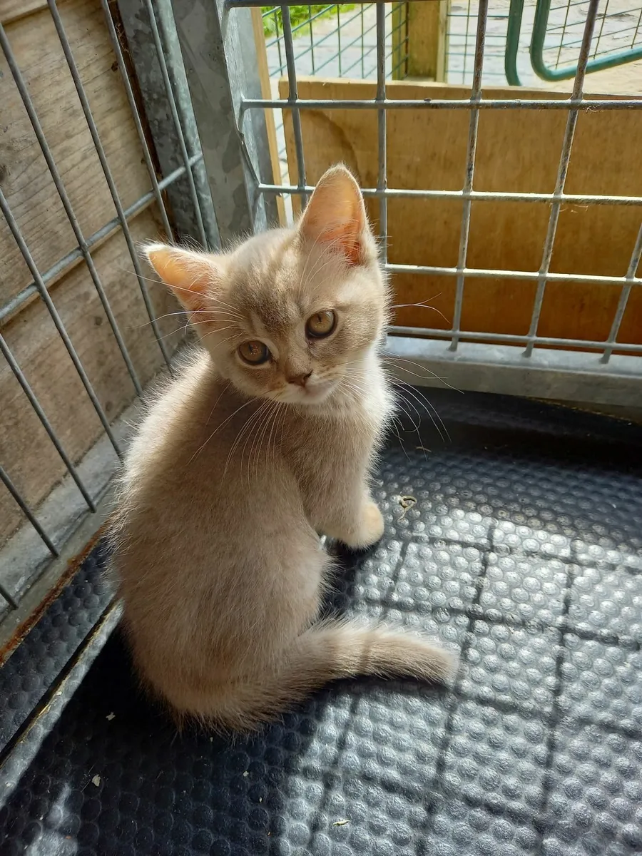 Fabulous Kitten - Image 1