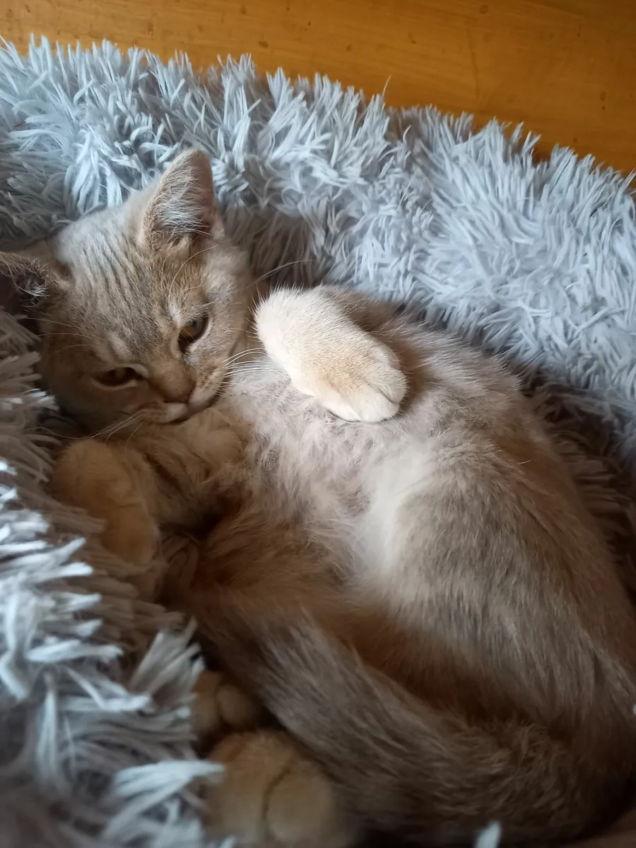 Fabulous Kitten - Image 2