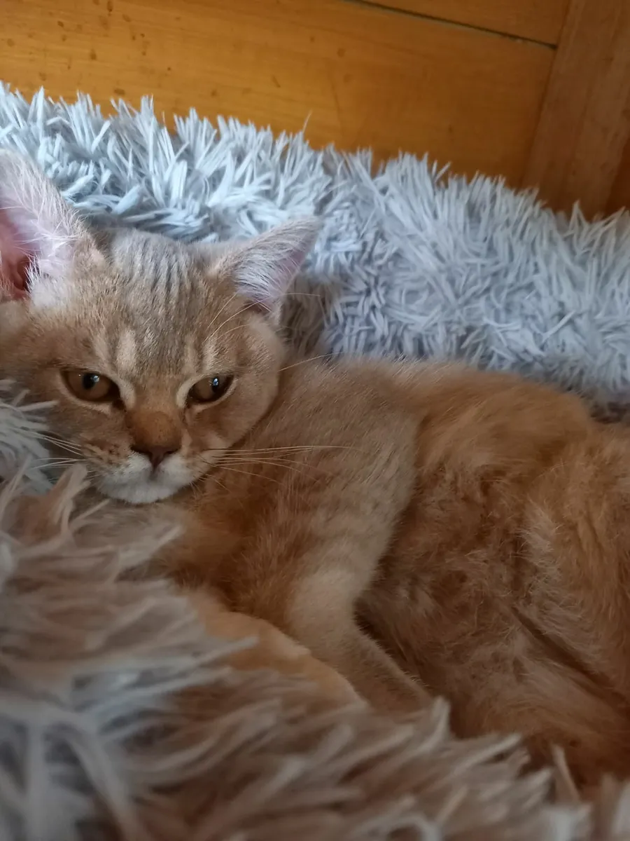 Fabulous Kitten - Image 3