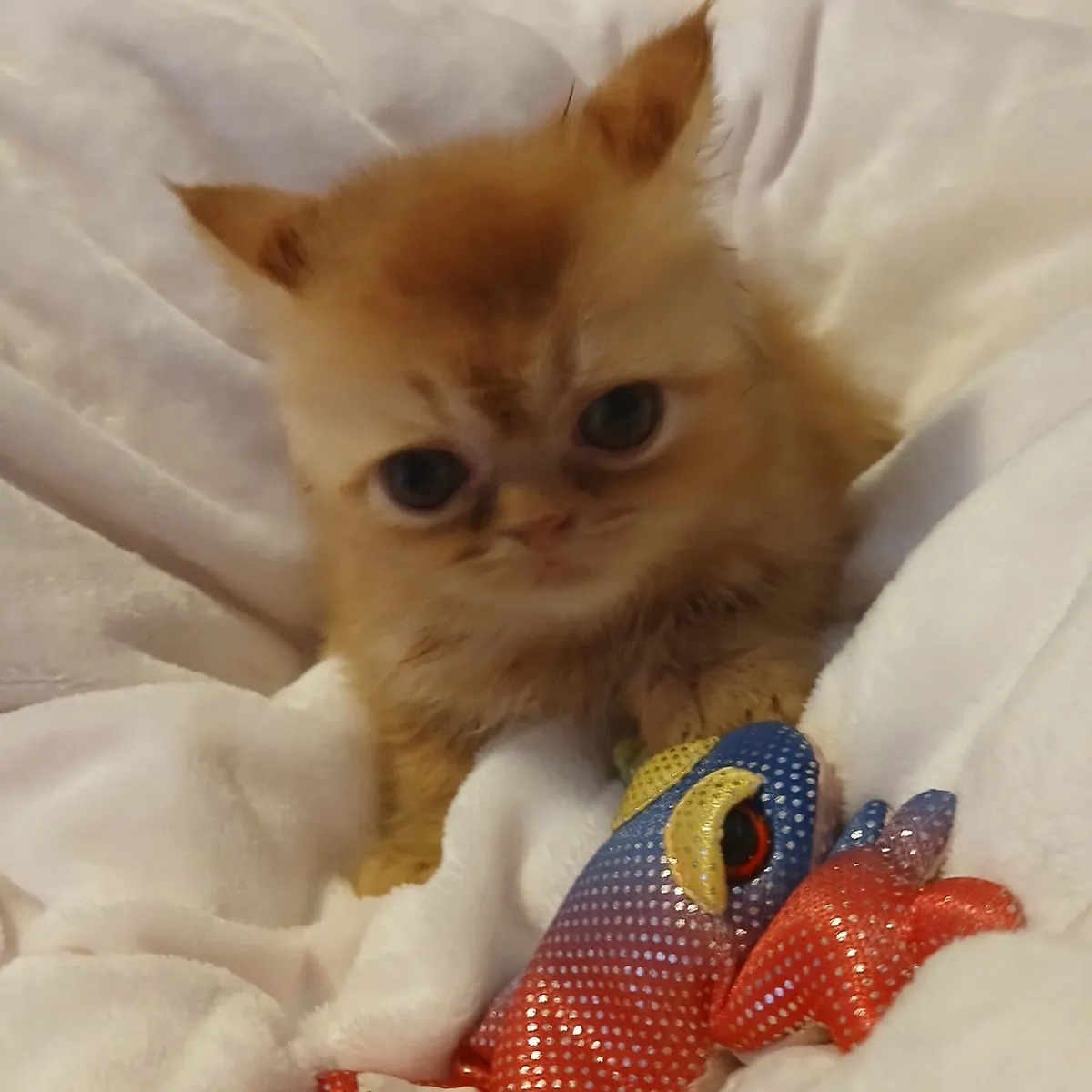 Cats - Image 2