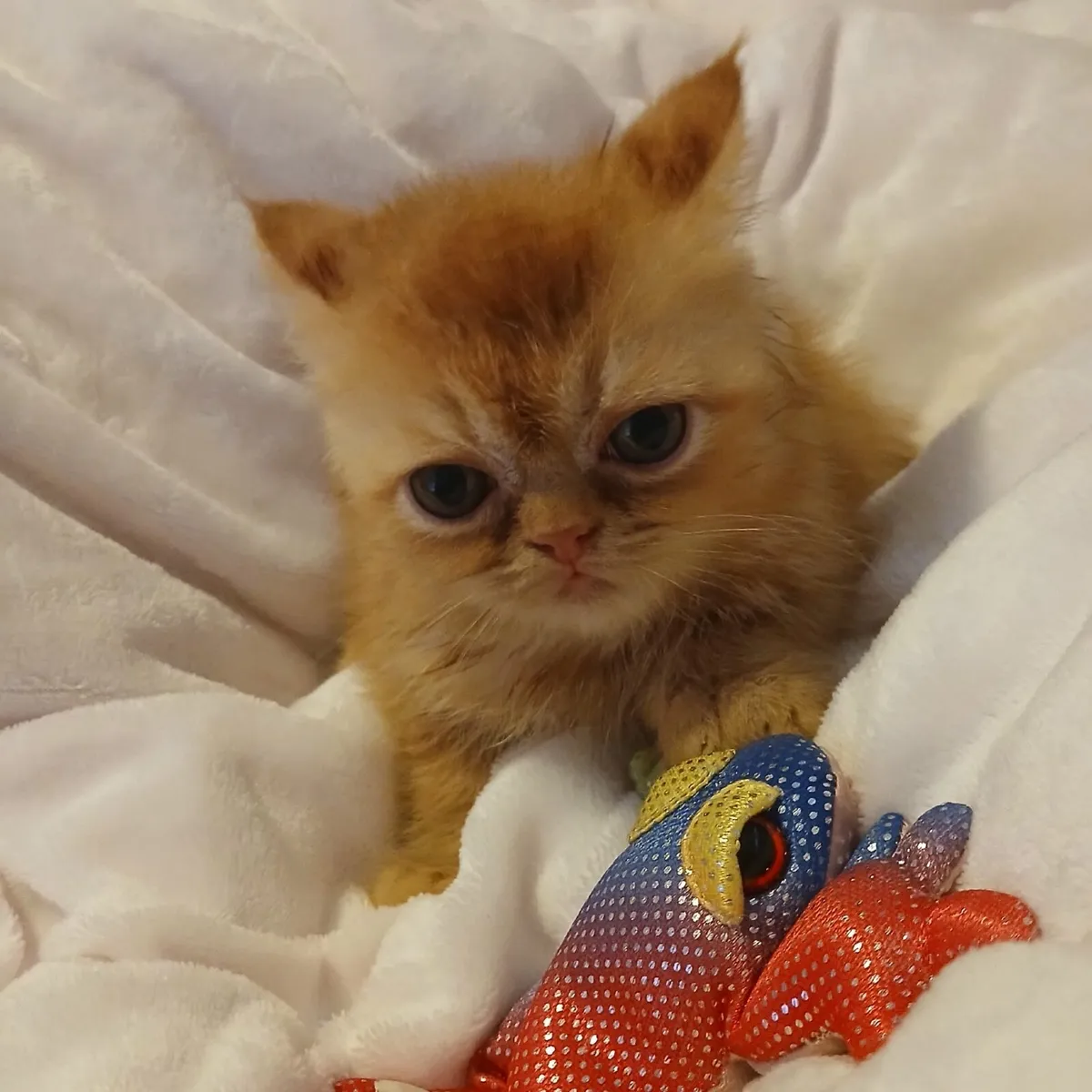 Cats - Image 1
