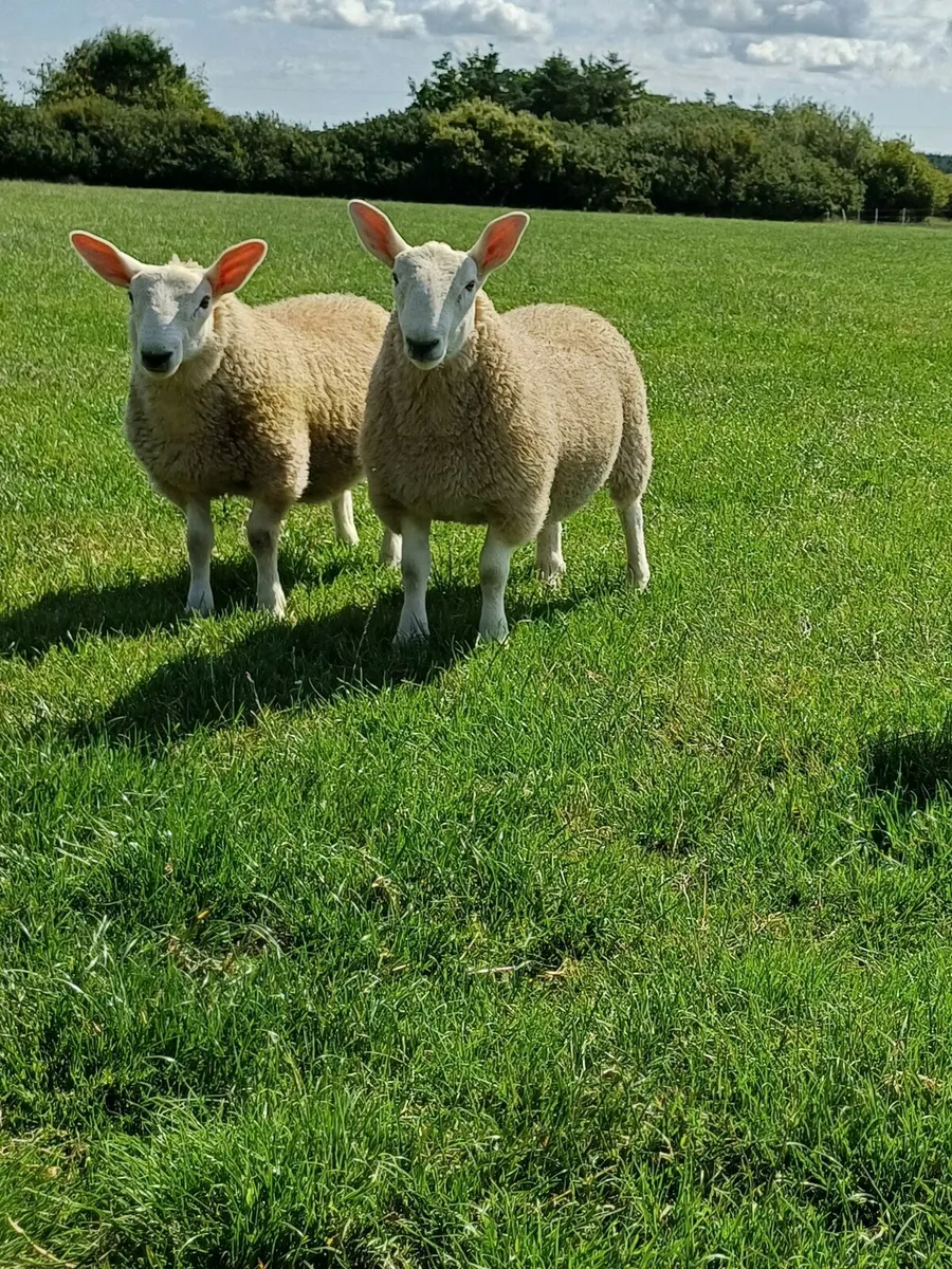 Sheep - Image 1