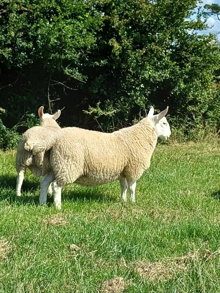 Sheep - Image 2