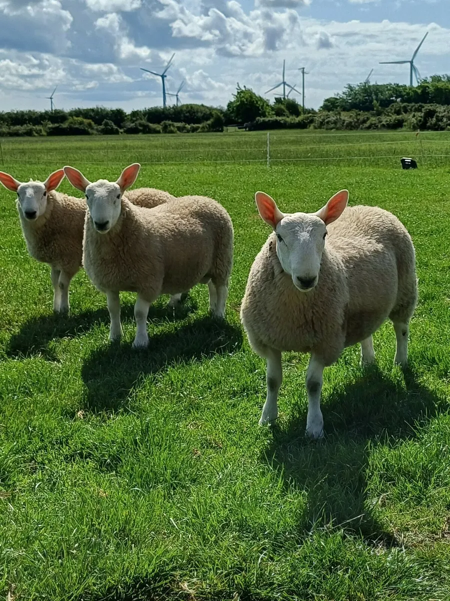 Sheep - Image 3