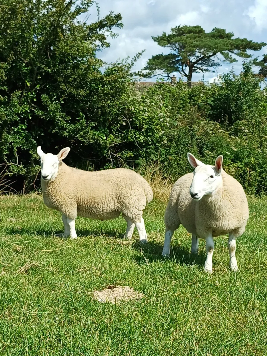 Sheep - Image 4