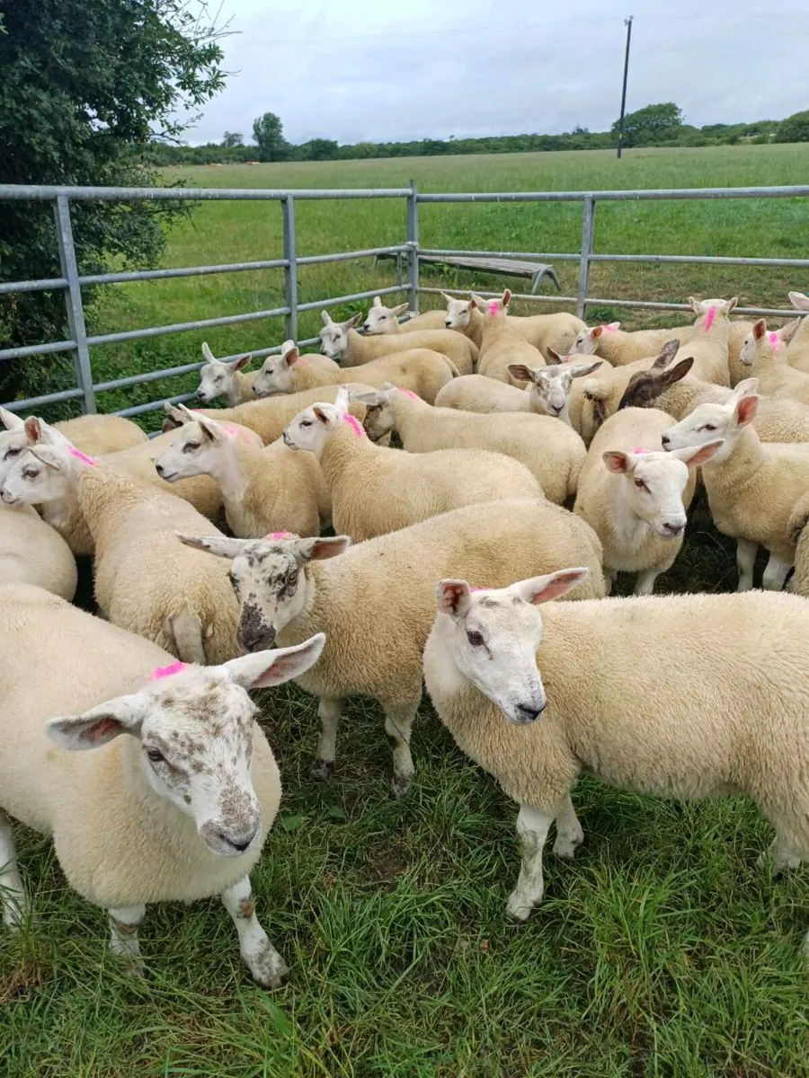 Sheep - Image 1