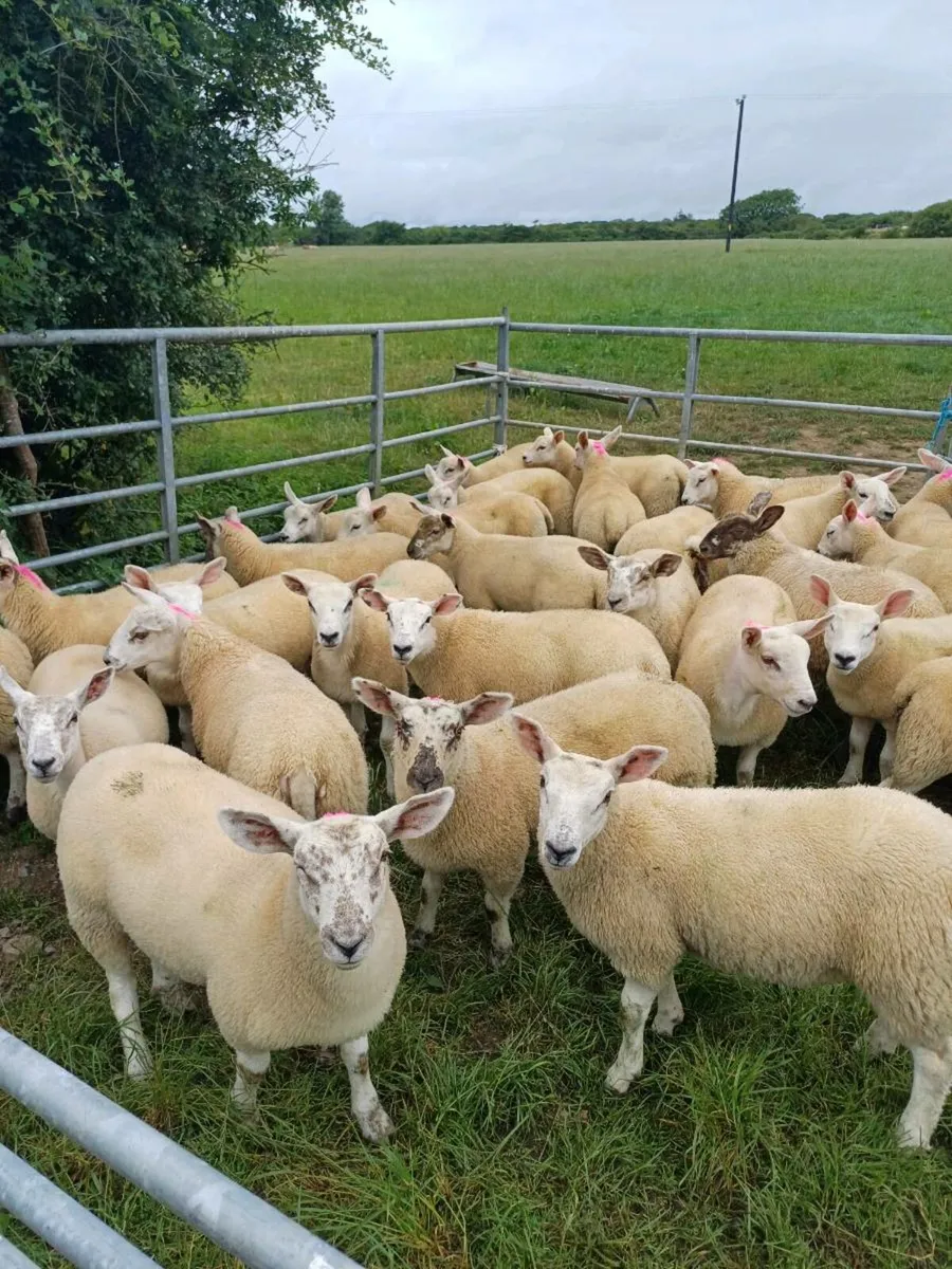 Sheep - Image 2
