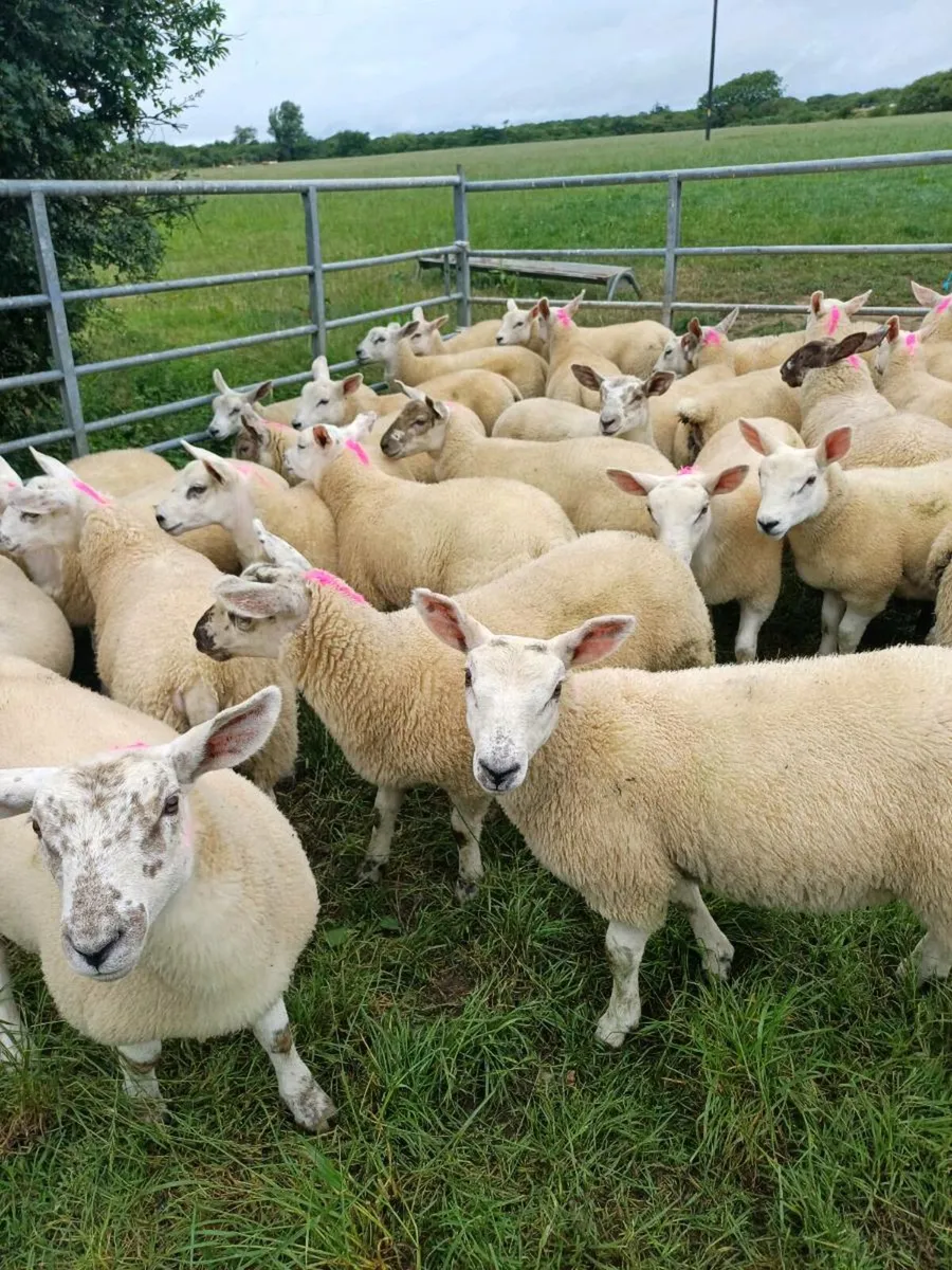 Sheep - Image 3