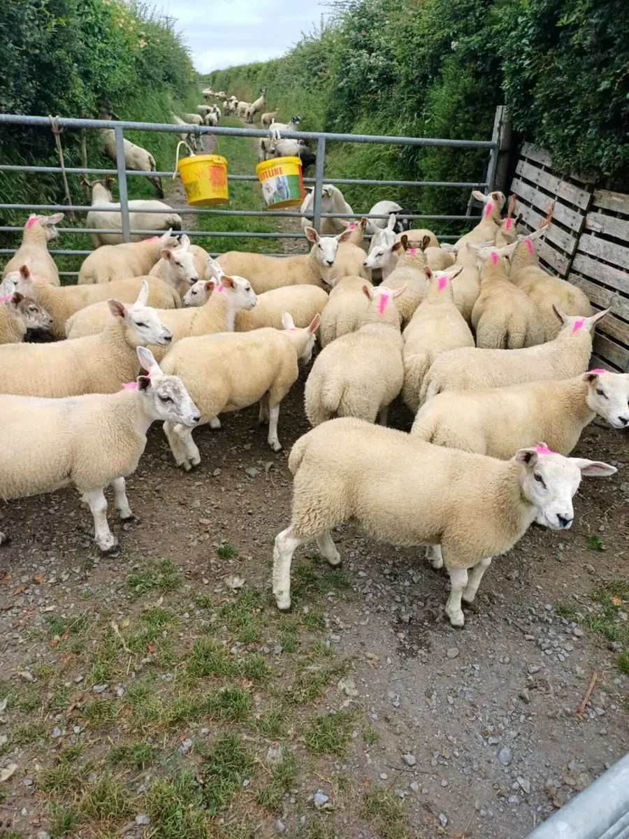 Sheep - Image 4
