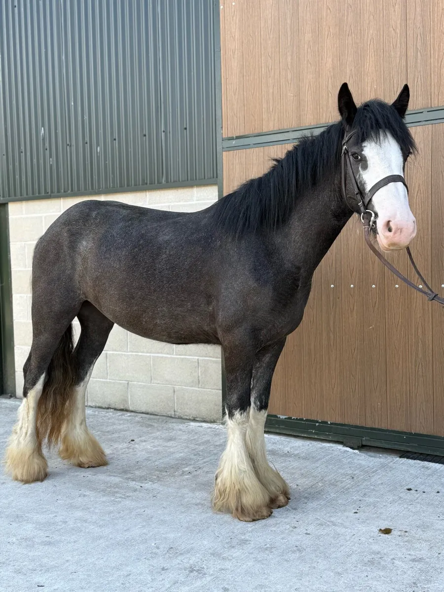 14'3hh 3yr old extremely quiet cob fully - Image 1