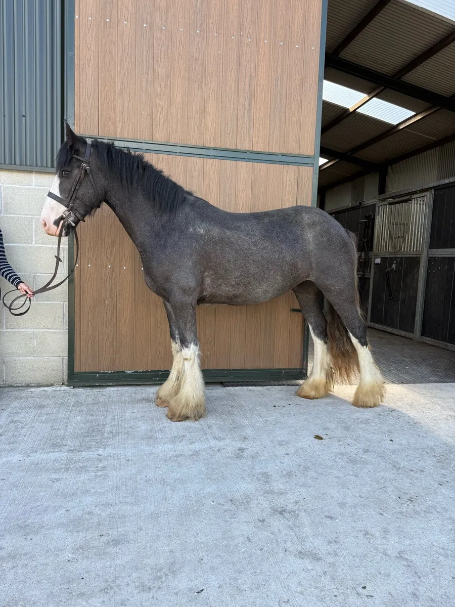 14'3hh 3yr old extremely quiet cob fully - Image 2