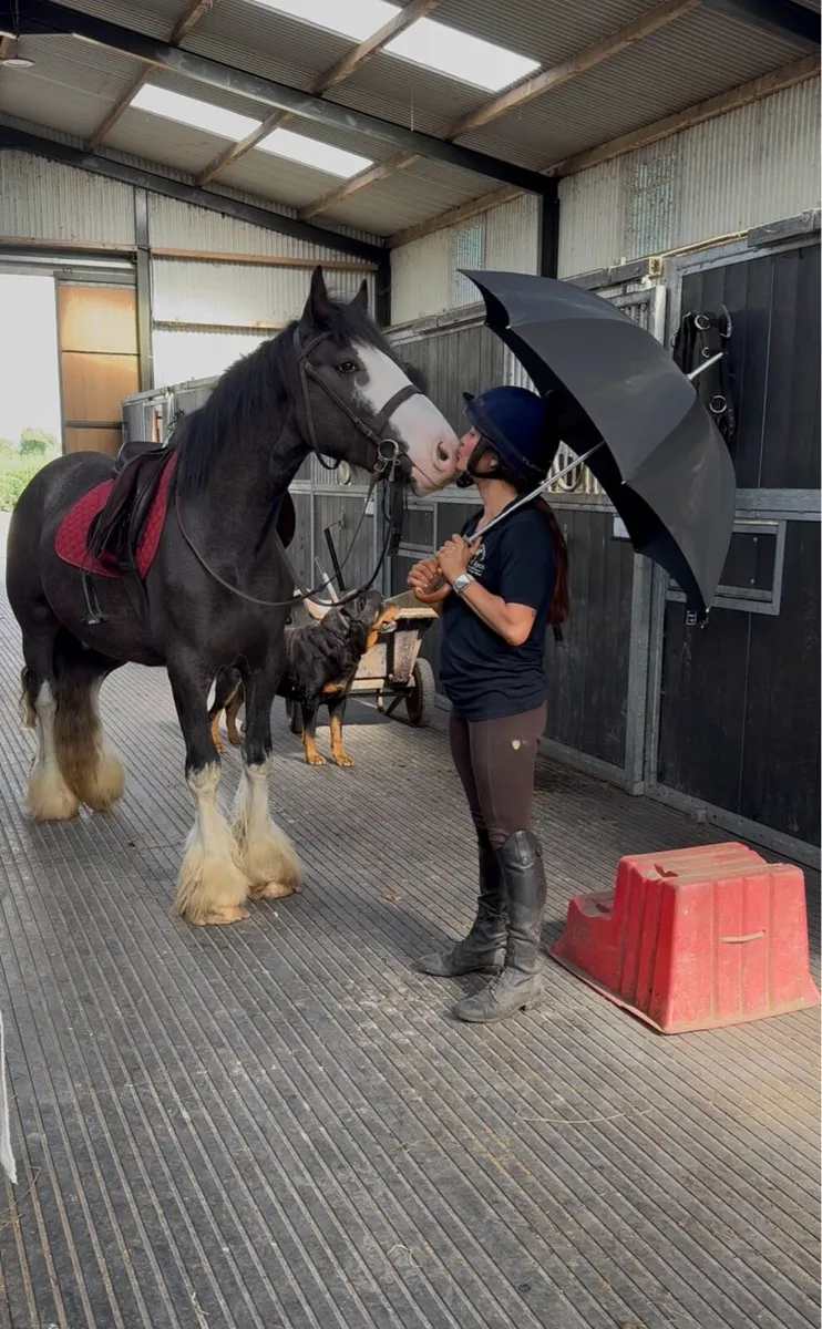 14'3hh 3yr old extremely quiet cob fully - Image 3