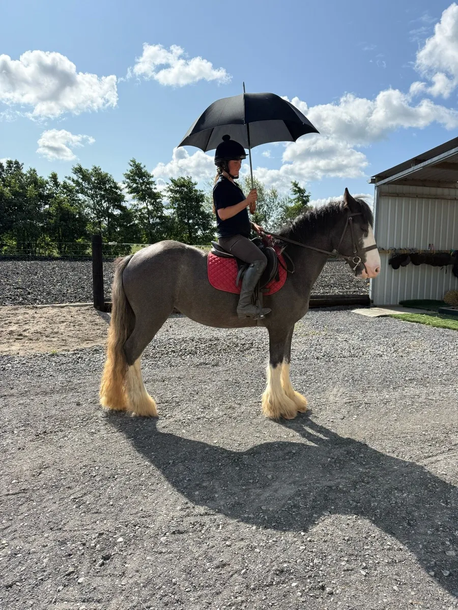 14'3hh 3yr old extremely quiet cob fully - Image 4