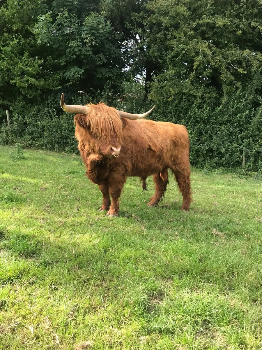 Highland bull - Image 1
